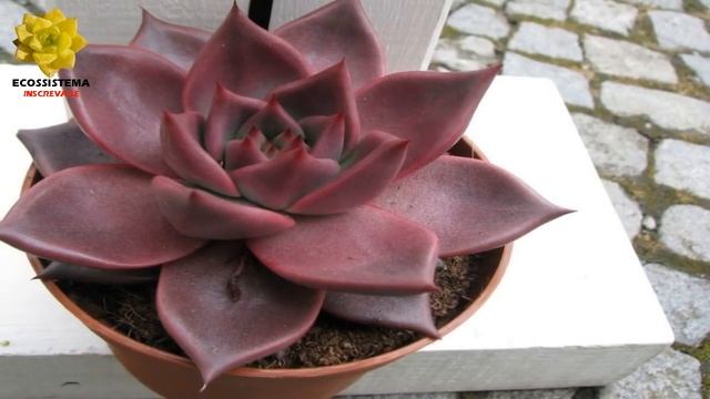 Echeveria agavoides 'Taurus , planta suculenta linda de fácil cultivo ! смотреть онлайн
