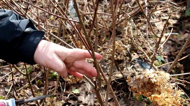 Полезные советы садоводам из 2019 года