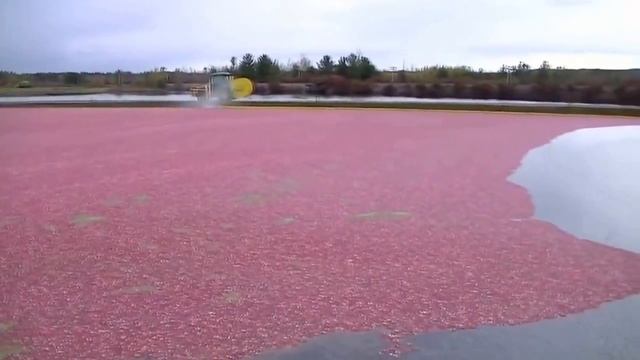 Harvesting cranberries with modern combine. Уборка клюквы профессиональной техникой смотреть онлайн