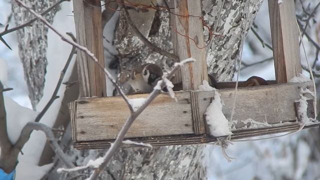 Птицы зимой Чем кормить птиц зимой смотреть онлайн