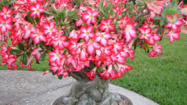 10 Beautiful flowering succulents for Indoor & Outdoor garden смотреть онлайн