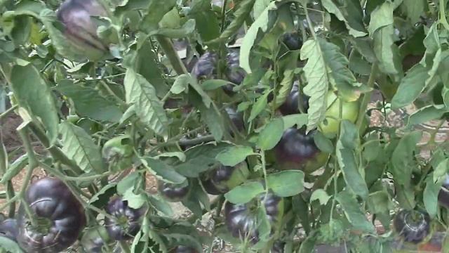 О сортах томатов Сержант Пеппер и его близкий родственник смотреть онлайн