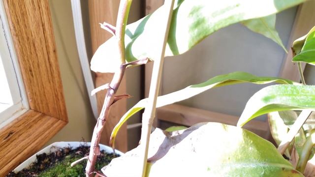 ? Why Is Your Nepenthes Turning Brown? (it's probably nothing but you better be sure!) смотреть онлайн