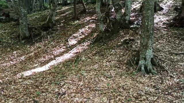 OFFROAD на НИВЕ!Помяли УАЗ.Гора Бойка нас не пустила.Бездорожье Крым4x4 смотреть онлайн