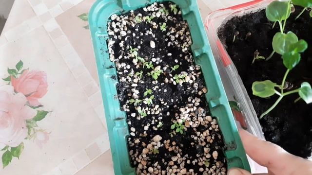 УРА! ТУНБЕРГИЯ ВЗОШЛА! ПИКИРУЮ ТУНБЕРГИЮ И ПРИМУЛУ УШКОВУЮ! смотреть онлайн