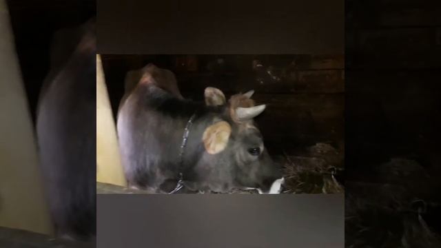 Искусственное осеменения коровы // Как проводится искусственное осеменение коровы. смотреть онлайн