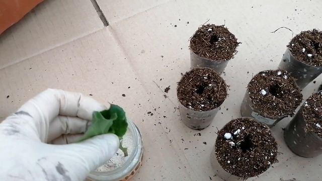 Черенкование бегонии вечноцветущей. Бегония вечноцветущая.