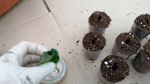 Черенкование бегонии вечноцветущей. Бегония вечноцветущая.