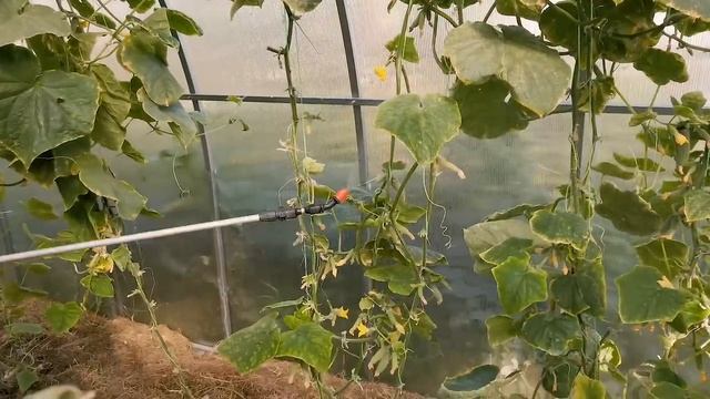 SOS! Клещ на огурцах - что делать? смотреть онлайн