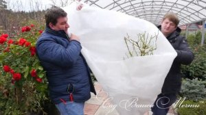Укрытие штамбовых роз на зиму. Часть 4. Укрытие