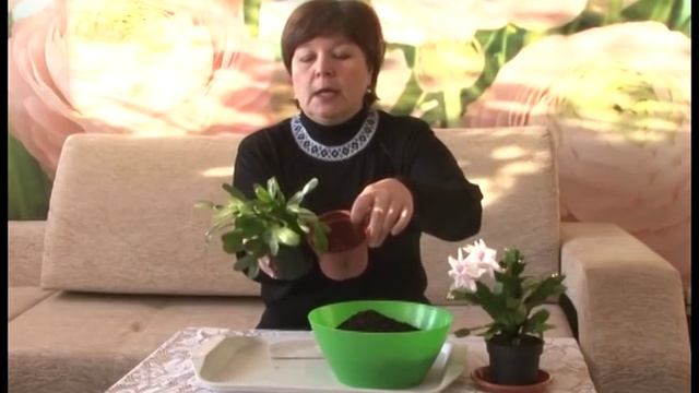 "Зигокактус" . смотреть онлайн