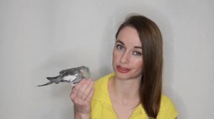 Как приручить попугая-кореллу