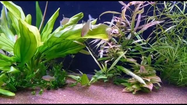 Не много красоты, чтобы поднять настроение смотреть онлайн