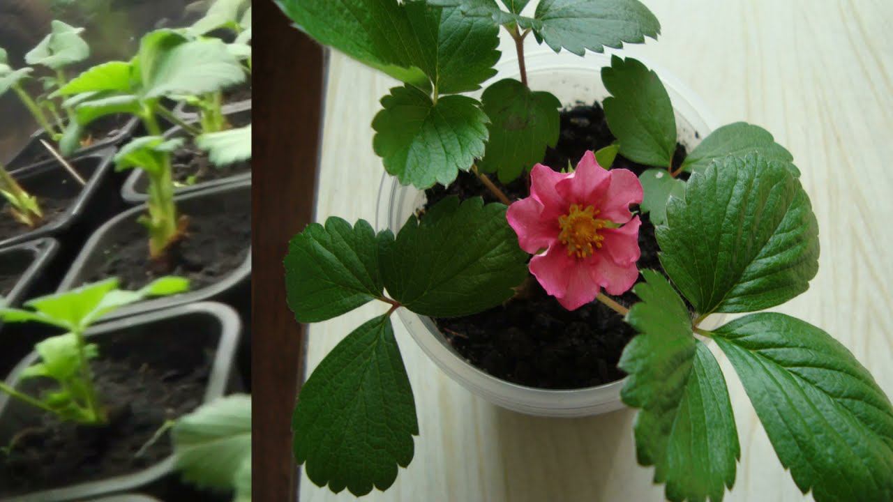 ВИДЕООБЗОР КЛУБНИКИ ФРИГО И ЗЕМЛЯНИКИ ВЫРАЩЕННОЙ ИЗ СЕМЯН. ОБРАБОТКА ИНСЕКТОАКАРИЦИДОМ смотреть онлайн