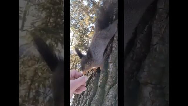 Белочка по имени Красавица 2 (серия мои любимчики) смотреть онлайн