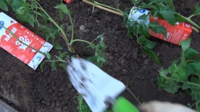 Урожай помидор собирете уже в июне,если посадите этим простым способом! смотреть онлайн