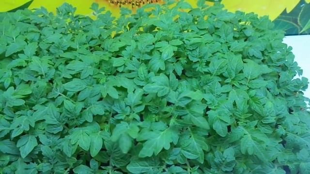 МОИ ЛЮБИМЫЕ "ТОЛСТОНОГИЕ" ТОМАТЫ! Ольга Чернова. смотреть онлайн