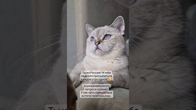 британская кошка