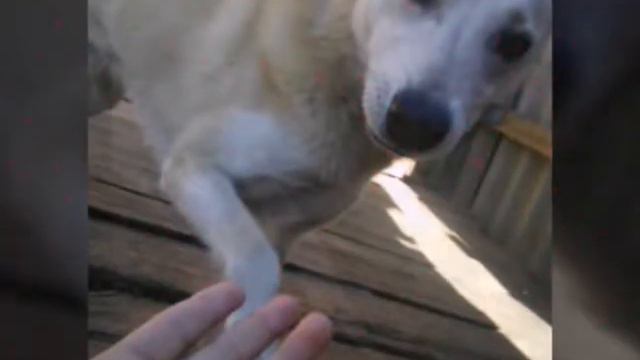 Я и домашние животные!!!