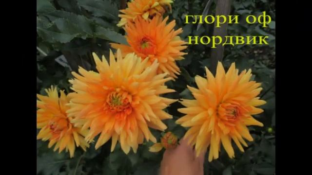 коллекция георгин 2020г Васильевой Галины смотреть онлайн