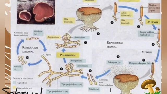 Siklus Hidup Ascomycota dan Basidiomycota смотреть онлайн