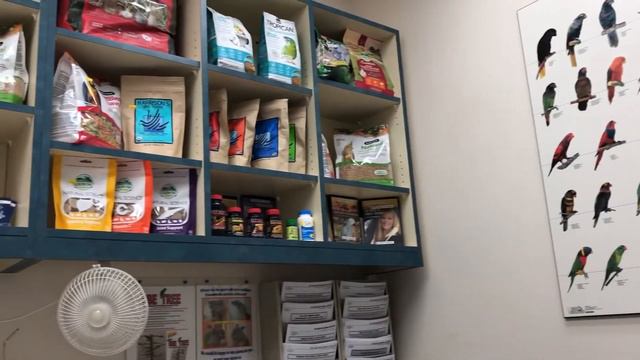 Taking My Bird to the Avian Veterinarian I Parrot Care Information 💉 смотреть онлайн