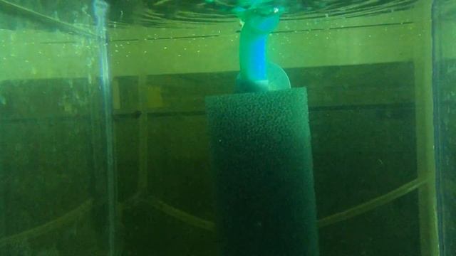 Melanotaenia praecox - Gavůnek diamantový - akvaristika смотреть онлайн