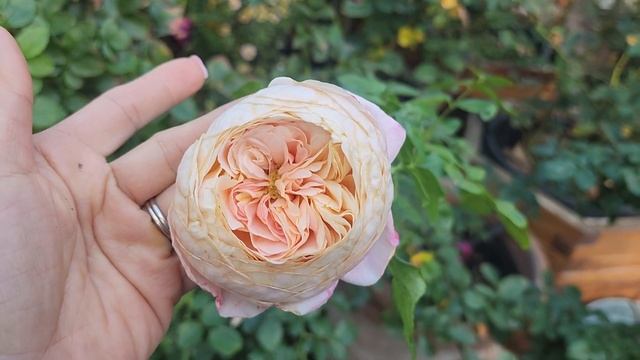 Domaine de Chantilly смотреть онлайн