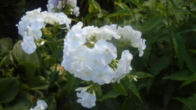 Флоксы и плюшевые мишки смотреть онлайн