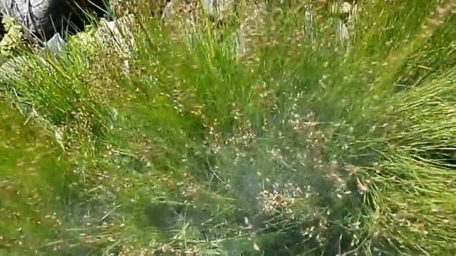 Pollen Clouds - Saltmarsh Rush (Juncus gerardi) смотреть онлайн