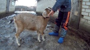 ?Не могу продать коз! Удача или неприятность?