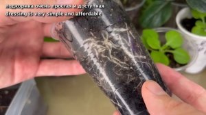 Насыпьте Это в Горшок с Рассадой! Рассада Будет Мощная и Урожайная! Простой супер прием.
