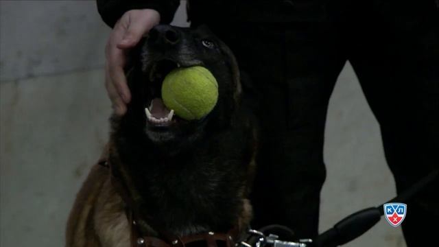 Морозов восхищен трюками пса / Morozov reacts on police Dog tricks смотреть онлайн