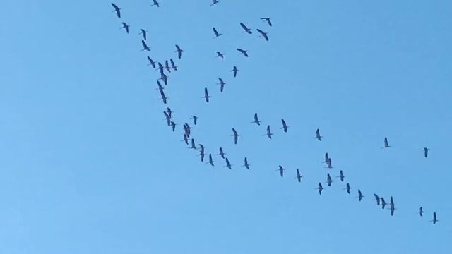 Улетают журавли на юг... смотреть онлайн
