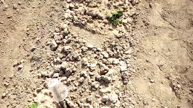 Как перезимовала Купчиха. обзор апрель 2022. Центр Украины Винницкая область. смотреть онлайн