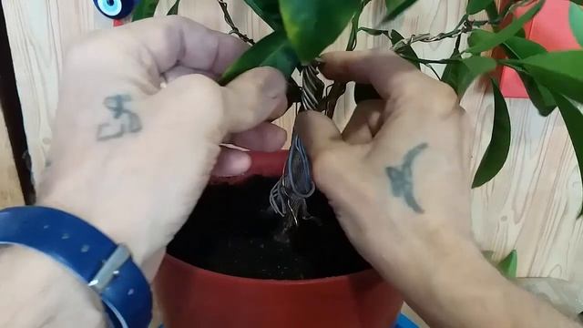 Бонсай из мандарина возраст 17 лет стиль САБАМИКИ Mandarin Bonsai Age 17 Years Old SABAMIKI Style