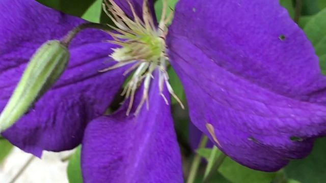 Clematite Gipsy Queen 'Clematis Jackmanii Superba'  Les Fleurs Satinées.