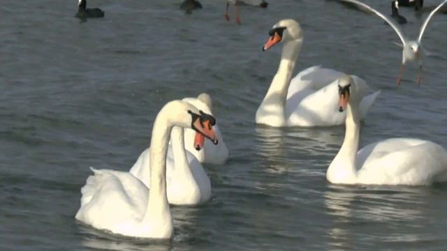 Стаи лебединые смотреть онлайн