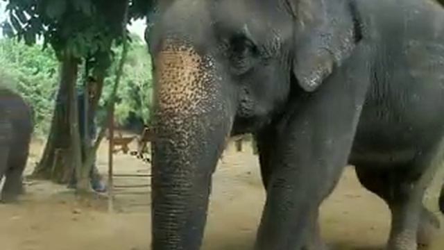 Слоны- акробаты. смотреть онлайн