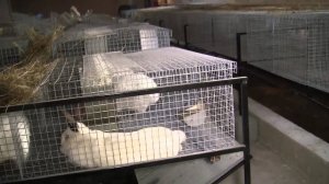 ДОК-Челябинск Кроликоферма