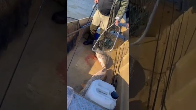 Астрахань рыбалка охота база отдыха лоцман . Рыбалка огонь ?