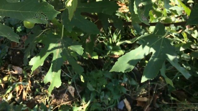 Инжир на Кубани, (последние зимы показали, что надо укрывать..) смотреть онлайн