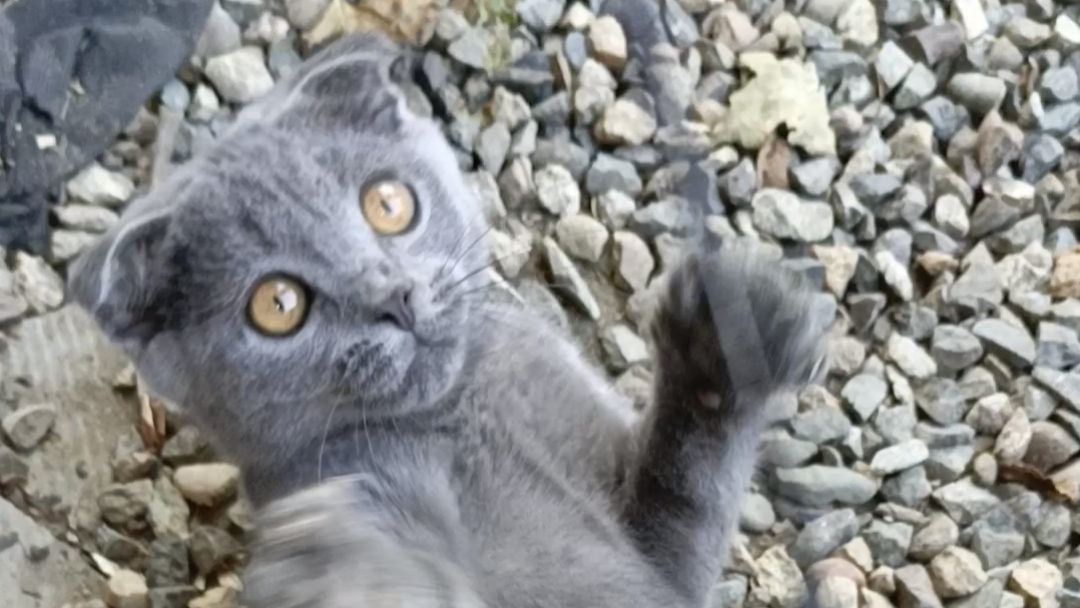 Милый вислоухий котёнок играет. смотреть онлайн