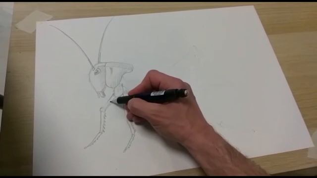 #АндреевкаOnline I Мастер-класс по рисованию "Кузнечик" смотреть онлайн