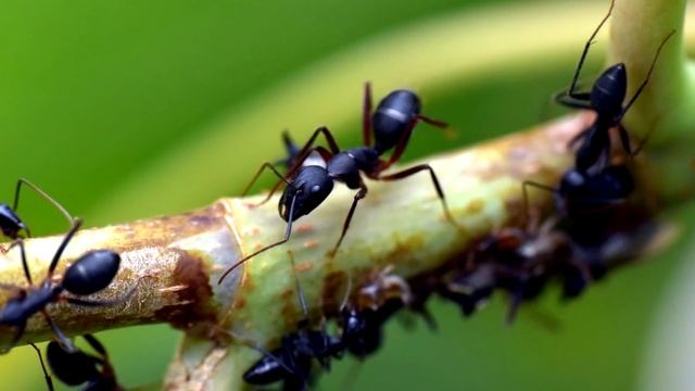 От муравьев избавляет ложка этого, мало кто знает смотреть онлайн