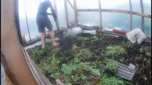 Подготовка  земли в новой теплице. Посадка под плёнку