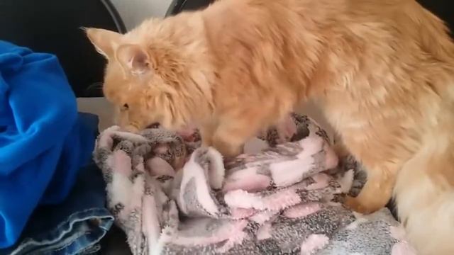 Мейн кун Персик 7 месяцев смотреть онлайн