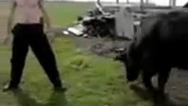 бой с быком! смотреть онлайн