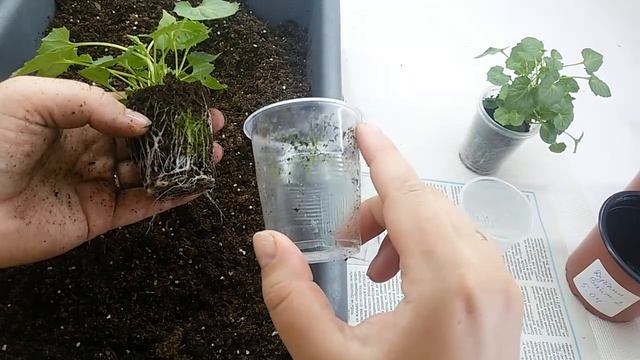 Кампанула с нуля шаг 3 ПОРА В ГОРШКИ! смотреть онлайн