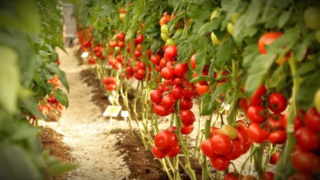 Помидоры Коралловый риф смотреть онлайн